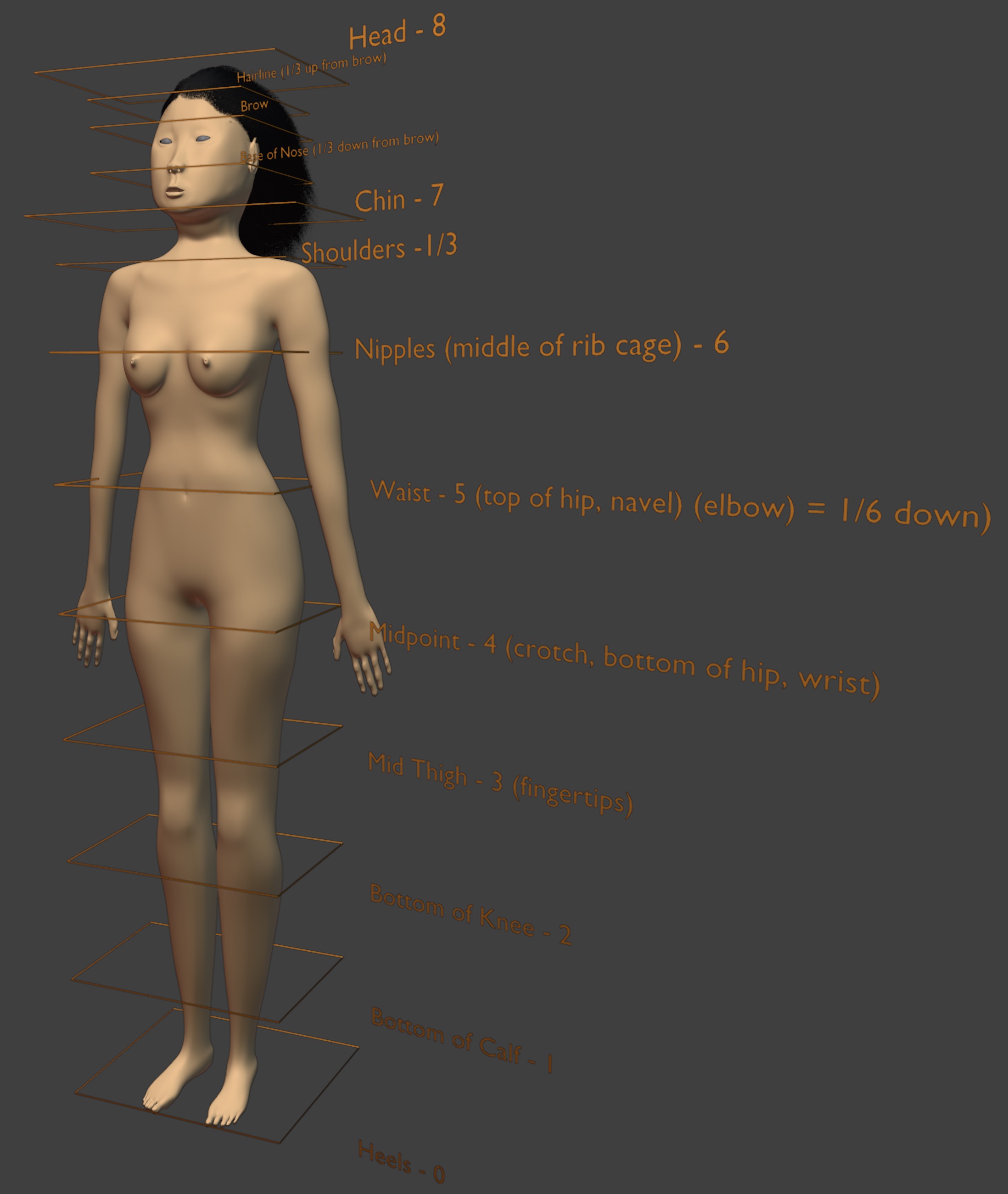 Body Proportions